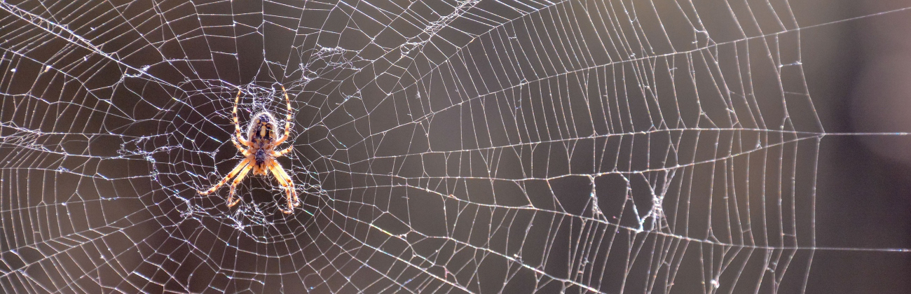 Phobias-banner